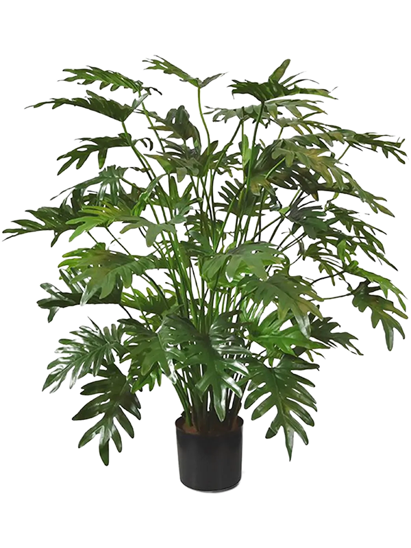 
                  
                    Philodendron Xanadu Bush artificiel 110 cm, feuillage découpé et pot de base noir
                  
                
