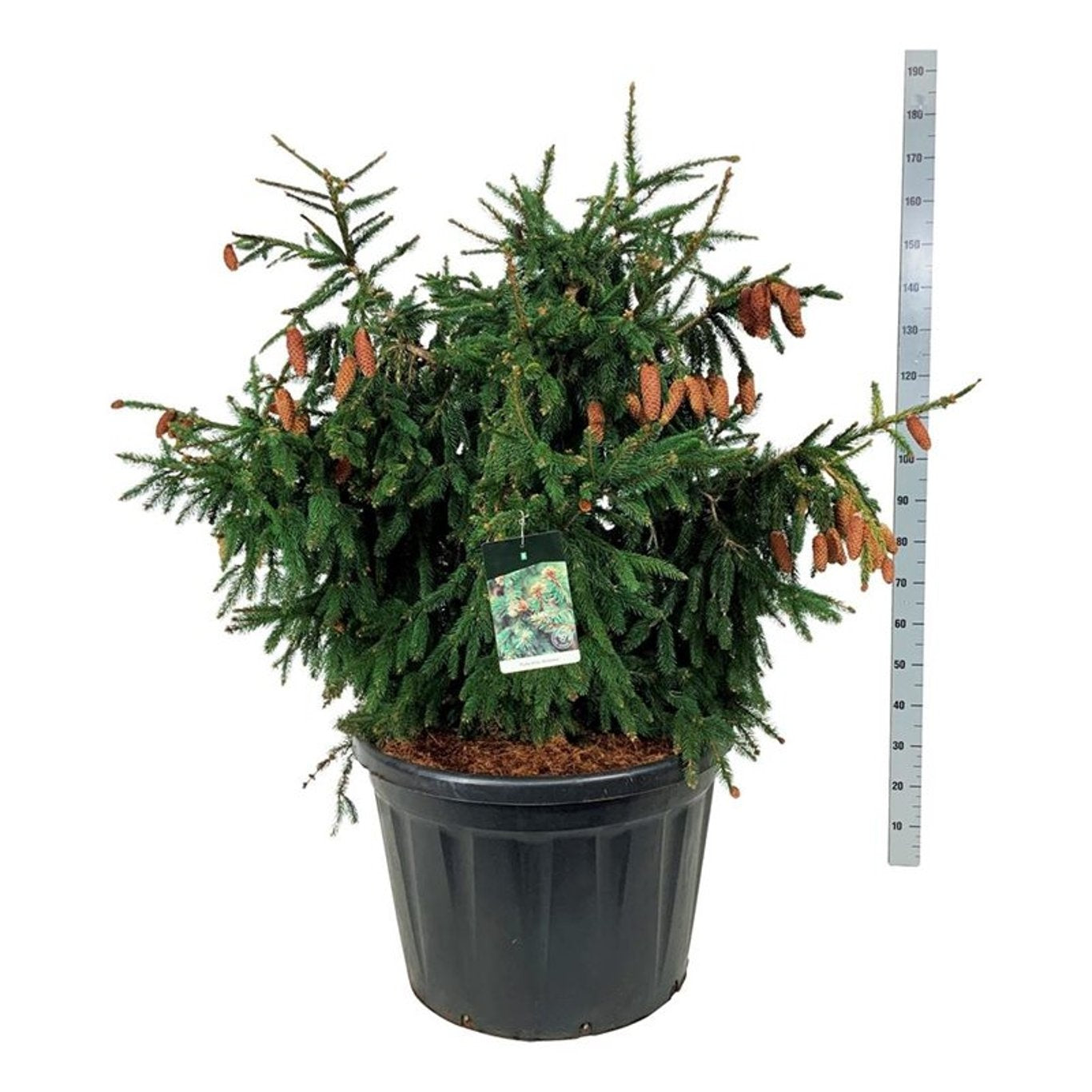 Picea abies ‘Acrocona’, sujet en pot de culture — photo fournisseur de la référence F00007186