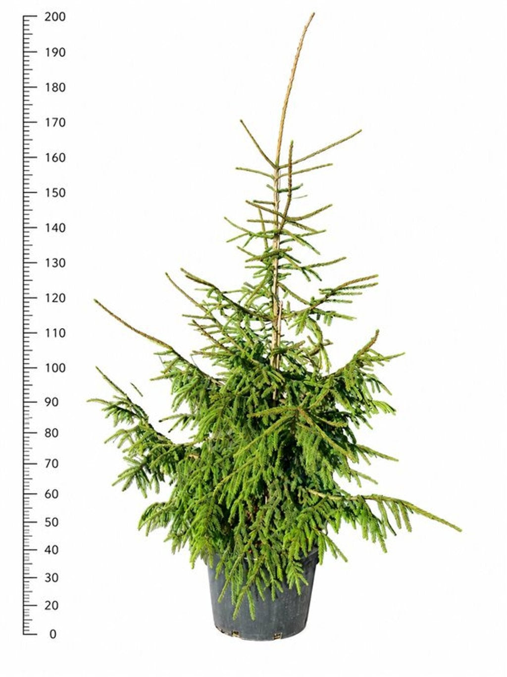 Picea orientalis Aureospicata — hauteur 200 cm, en pot de culture