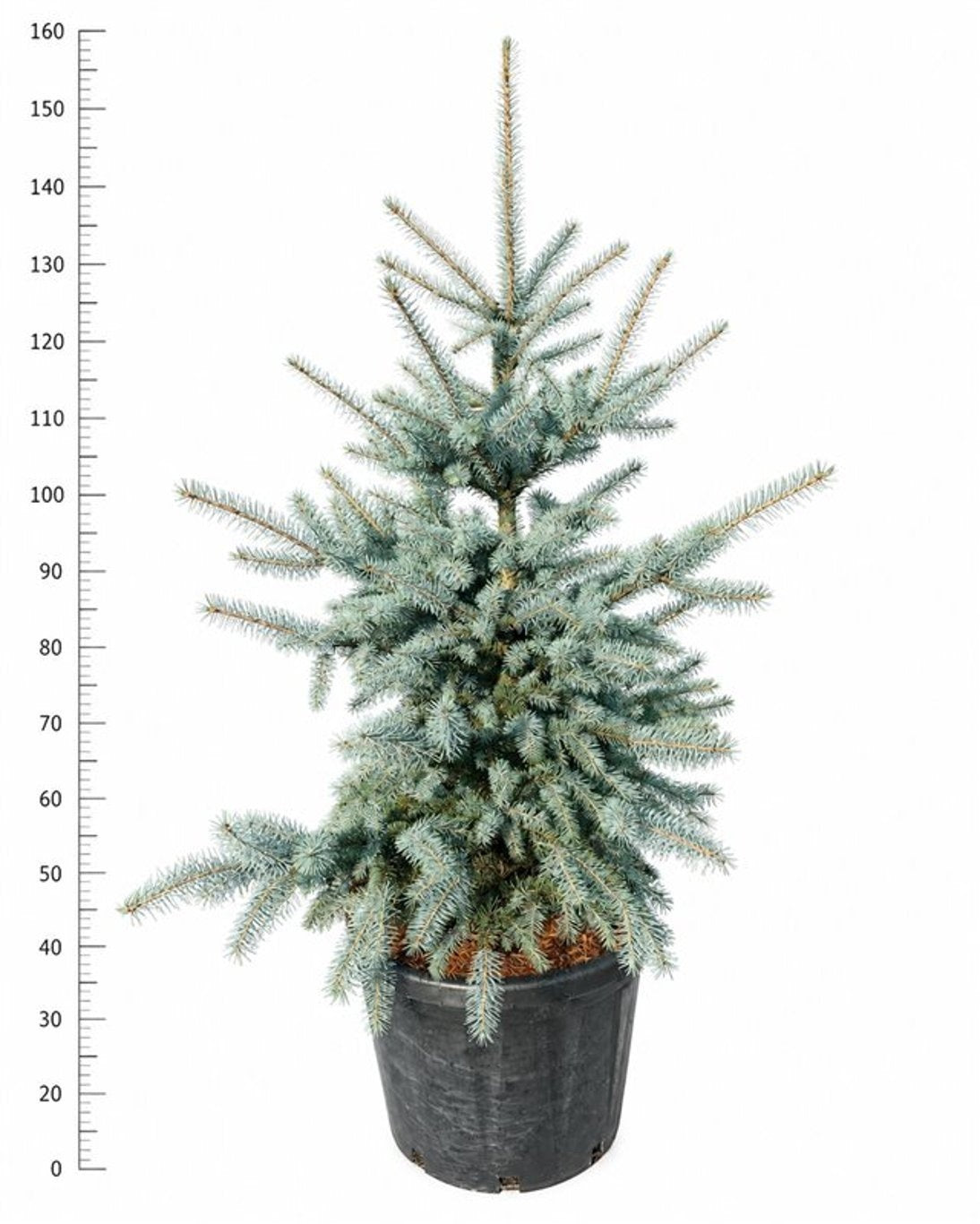 Picea pungens Edith — hauteur 150 cm, en pot de culture