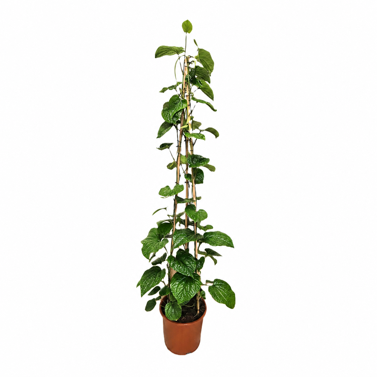 Piper sylvaticum 150 cm, pot de culture 27 cm, plante entière sur fond blanc
