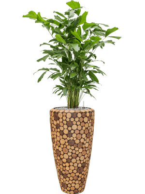 Caryota mitis en pot Baq Facets Ageles