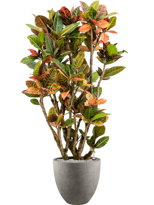 Croton (Codiaeum petra) en pot Grigio