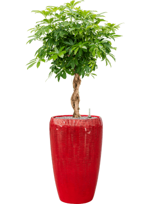 Schefflera arboricola en Pot Baq design Vogue