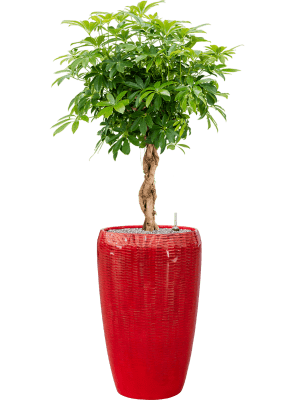 
                  
                    Schefflera arboricola en Pot Baq design Vogue
                  
                