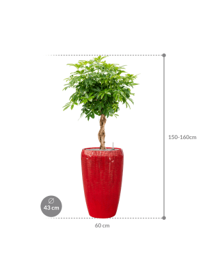 
                  
                    Schefflera arboricola en Pot Baq design Vogue
                  
                