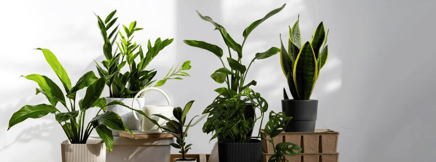 NATURA, Plantes & Aménagements Végétal