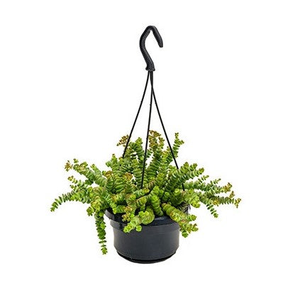 Crassula Hottentot Speci