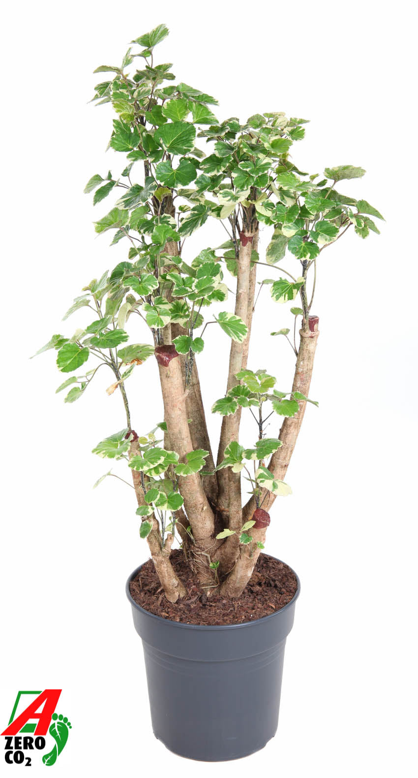 
                  
                    Polyscias Balfouriana ramifié de 110 cm en pot de culture de 27 cm
                  
                