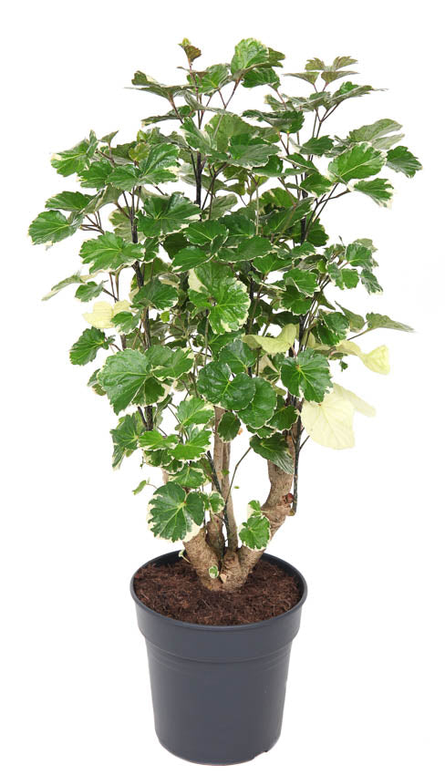
                  
                    Polyscias Balfouriana ramifié de 70 cm en pot de culture de 21 cm
                  
                