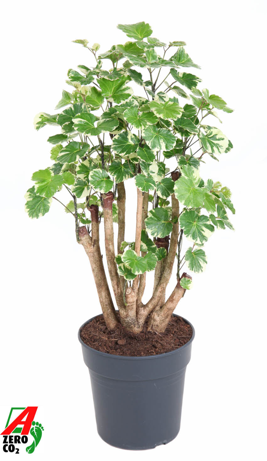 
                  
                    Polyscias Balfouriana ramifié de 80 cm en pot de culture de 24 cm
                  
                