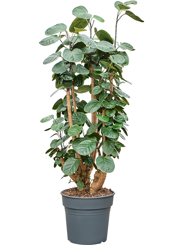 
                  
                    Polyscias Fabian ramifié, hauteur 170 cm, pot de culture 30 cm
                  
                