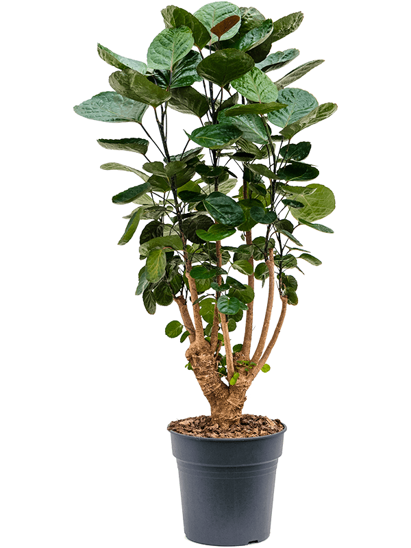 
                  
                    Aralia Polyscias Fabian ramifié de 90 cm, en pot de culture
                  
                