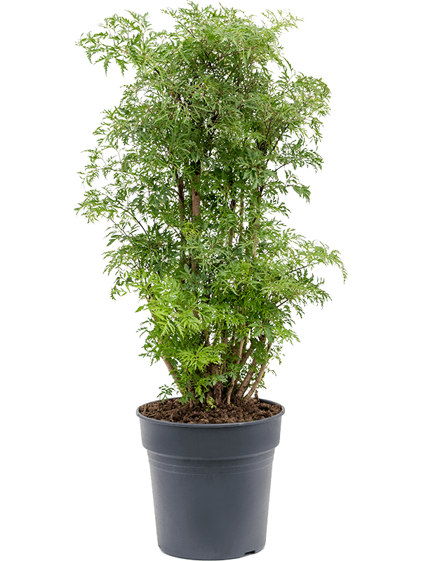
                  
                    Polyscias Ming de 100 cm en pot de culture de 24 cm
                  
                