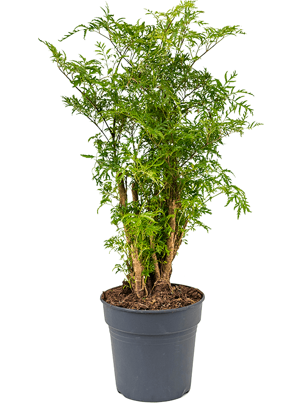 
                  
                    Polyscias Ming de 60 cm en pot de culture de 19 cm
                  
                