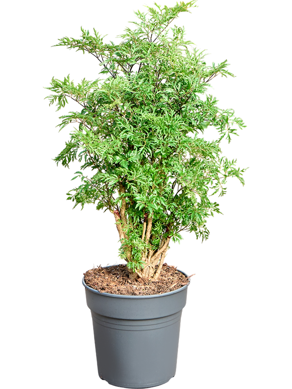 
                  
                    Polyscias Ming de 80 cm en pot de culture de 21 cm
                  
                