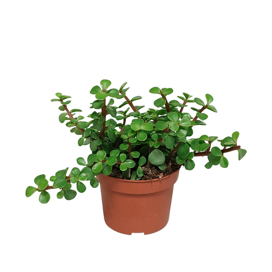 
                  
                    Portulacaria Afra
                  
                