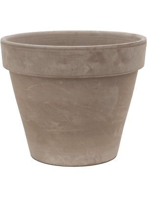 
                  
                    Agave ocahui en pot Terra Cotta
                  
                