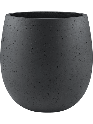 
                  
                    Kentia (Howea) forsteriana en pot Grigio
                  
                