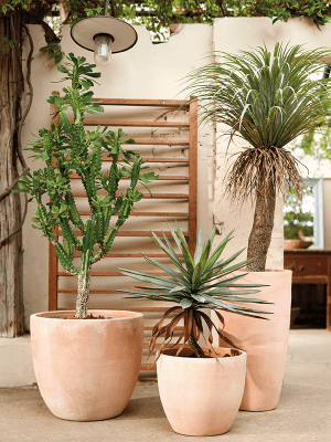 
                  
                    Pot Terra Cotta extra
                  
                