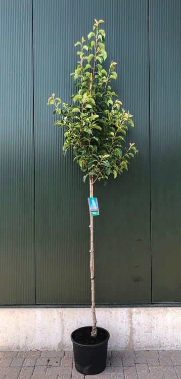 Pyrus calleryana ‘Chanticleer’, sujet en pot de culture — photo fournisseur de la référence F00012466