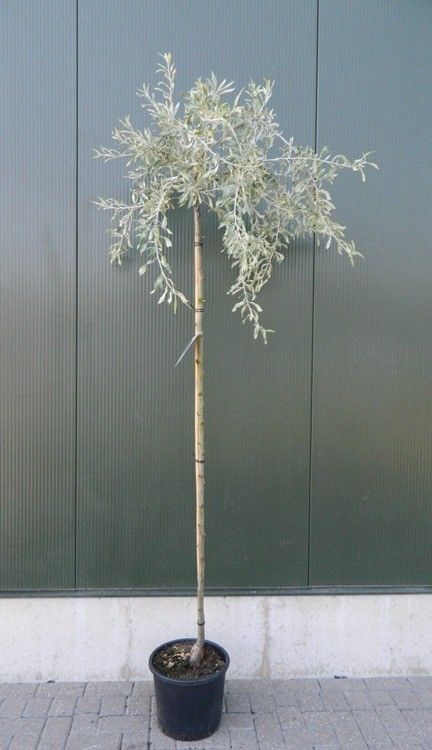 Pyrus salicifolia ‘Pendula’, sujet en pot de culture — photo fournisseur de la référence F00012467