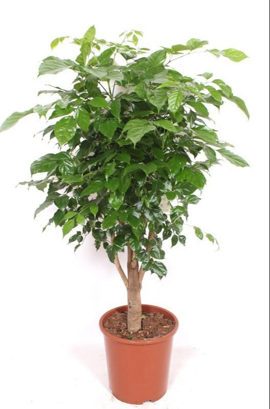 
                  
                    Radermachera hainanensis de 120 cm, pot de culture de 27 cm
                  
                