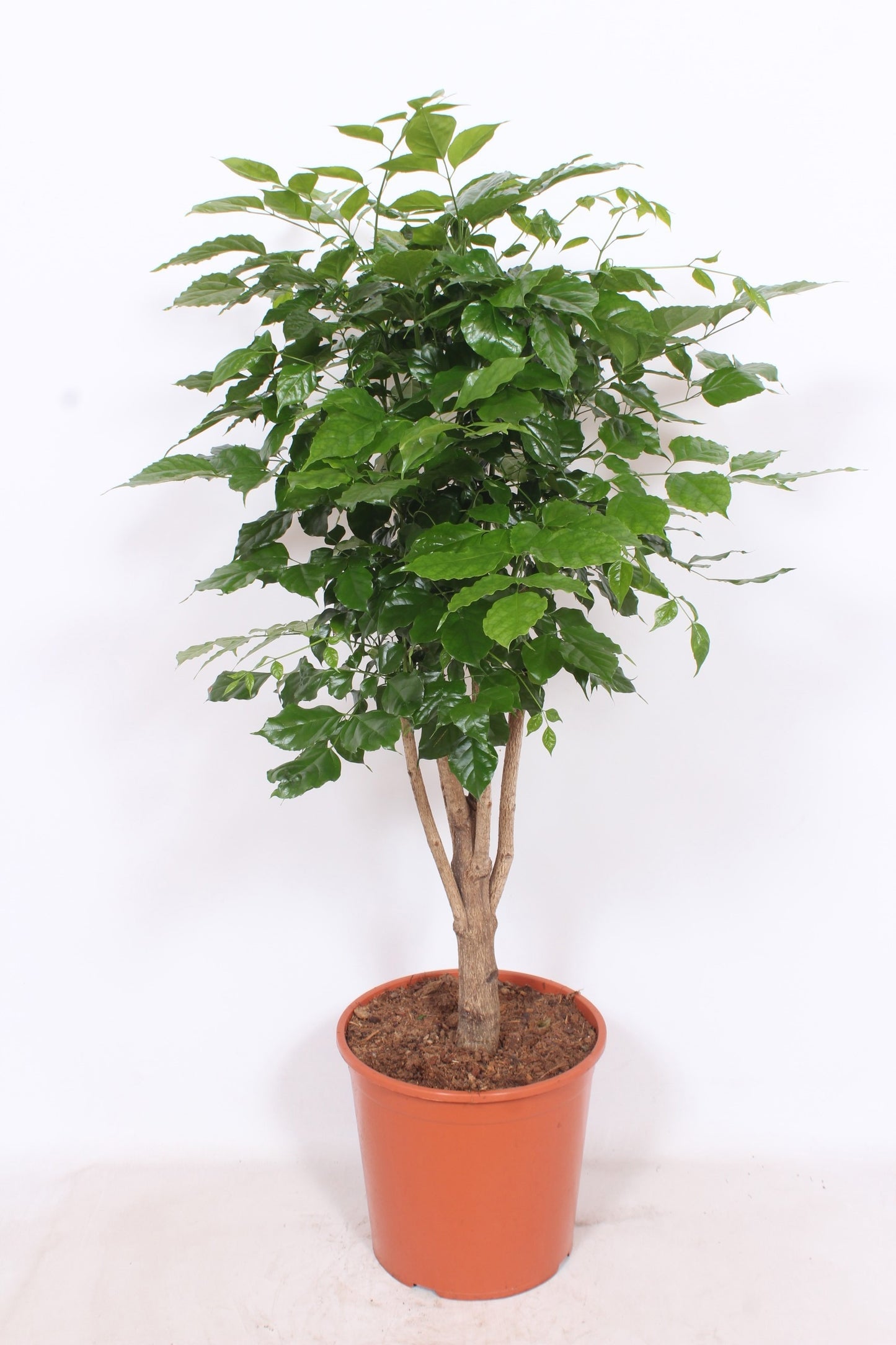 Radermachera hainanensis ramifié de 170 cm, feuillage vert et pot de culture de 30 cm