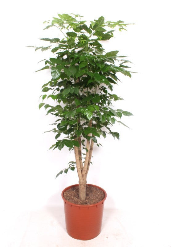 
                  
                    Radermachera hainanensis de 180 cm, pot de culture de 34 cm
                  
                