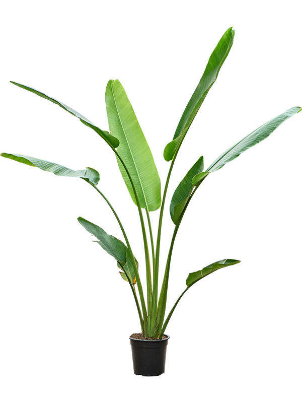 
                  
                    Ravenala madagascariensis, hauteur 190 cm, pot de culture de 27 cm
                  
                
