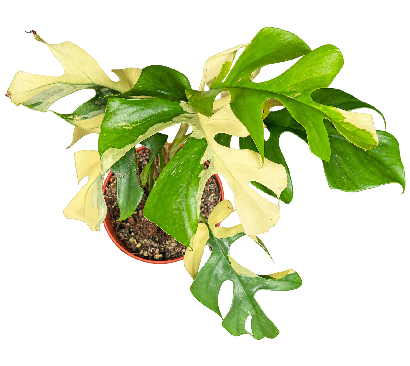 
                  
                    Rhaphidophora tetrasperma Variegata de 25 cm au feuillage panaché — photo détourée
                  
                