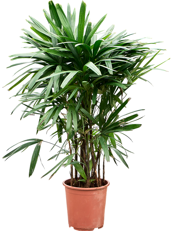 
                  
                    Rhapis excelsa 125 cm, largeur 80 cm, pot de culture 27 cm — NATURA
                  
                