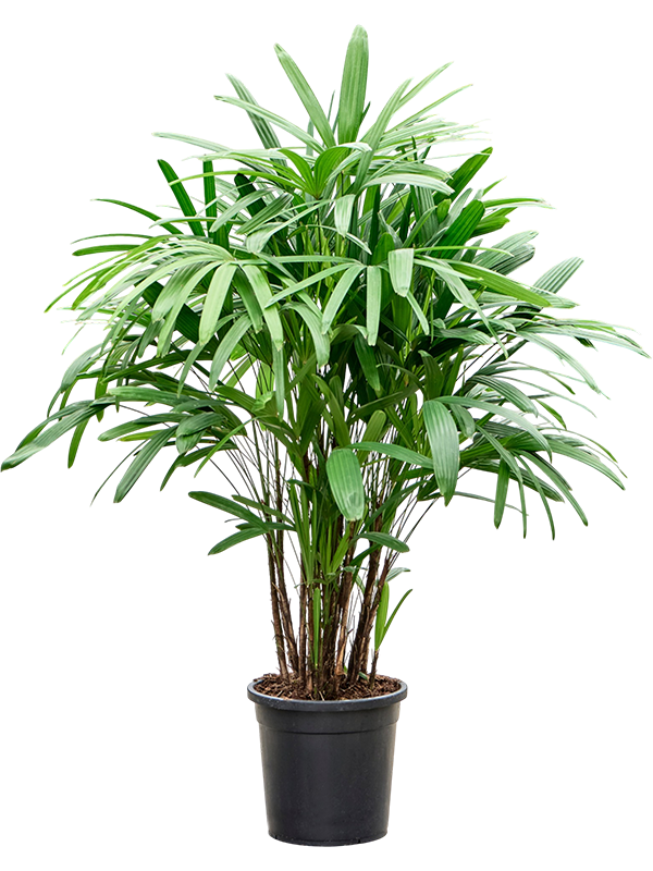 
                  
                    Rhapis excelsa en touffe, format 140 cm, pot de culture
                  
                