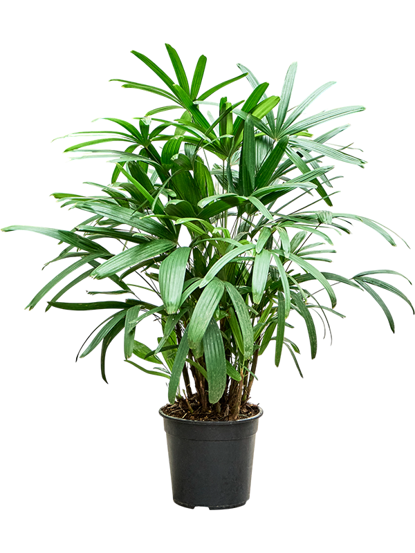 
                  
                    Rhapis excelsa, hauteur 100 cm, pot de culture de 24 cm
                  
                