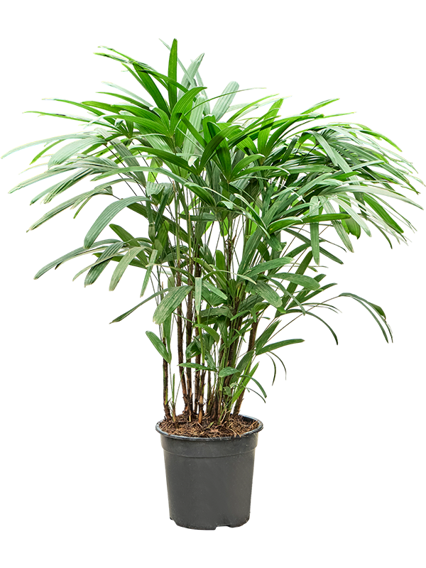 
                  
                    Rhapis excelsa, hauteur 120 cm, pot de culture de 27 cm
                  
                