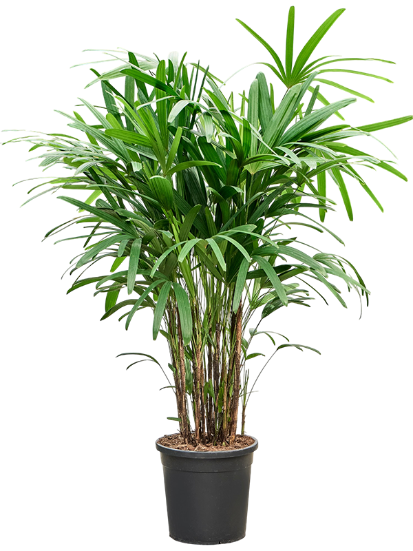 
                  
                    Rhapis excelsa, hauteur 160 cm, pot de culture de 27 cm
                  
                