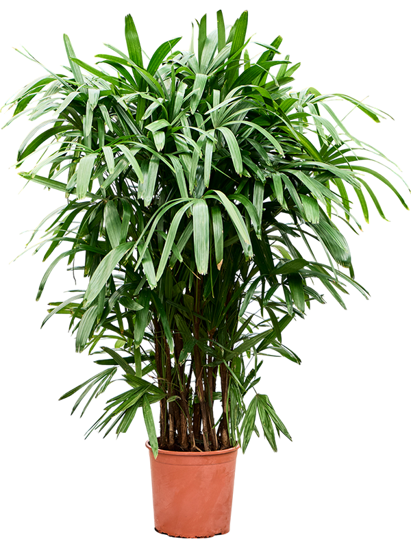 
                  
                    Rhapis excelsa, hauteur 150 cm, pot de culture de 28 cm
                  
                