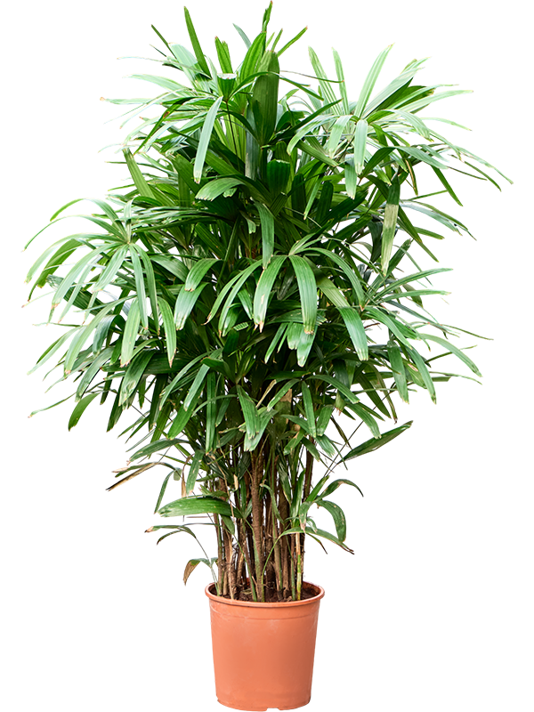 
                  
                    Rhapis excelsa, hauteur 170 cm, pot de culture de 30 cm
                  
                