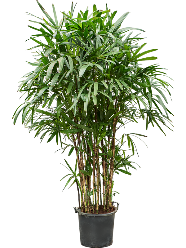 
                  
                    Rhapis excelsa, hauteur 210 cm, pot de culture de 40 cm
                  
                