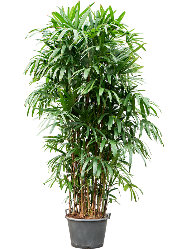 
                  
                    Rhapis excelsa, hauteur 250 cm, pot de culture de 50 cm
                  
                