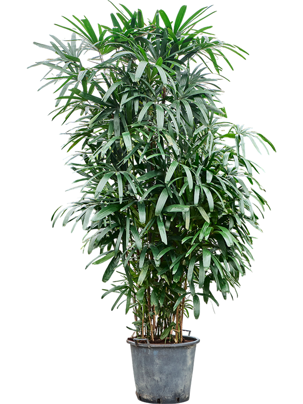 
                  
                    Rhapis excelsa, hauteur 290 cm, pot de culture de 50 cm
                  
                