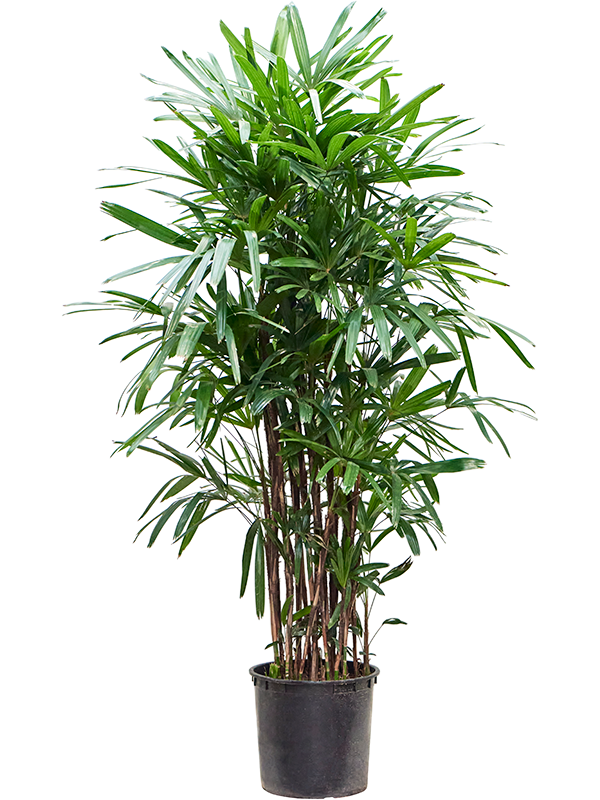 
                  
                    Rhapis excelsa, hauteur 190 cm, pot de culture de 35 cm
                  
                