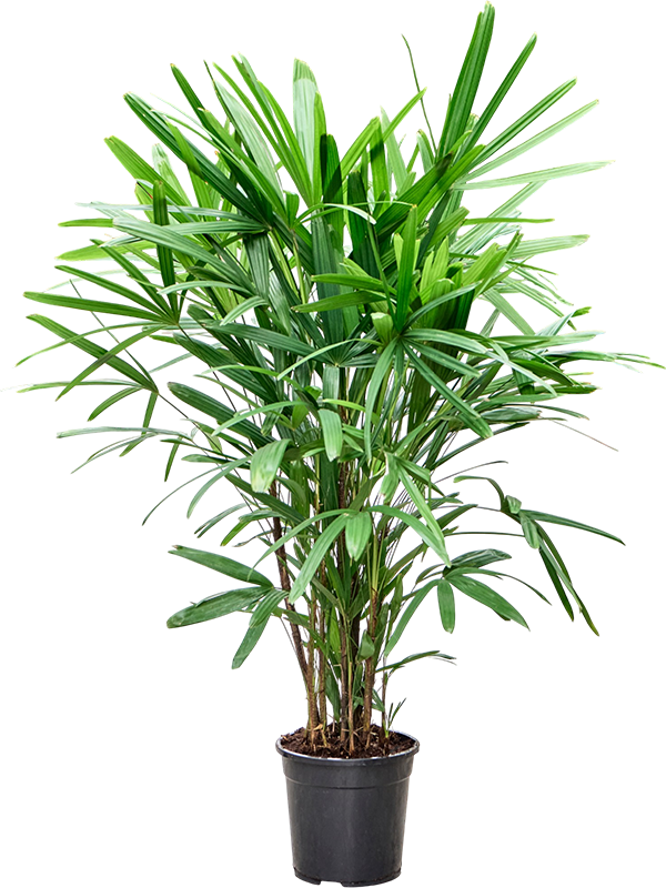 
                  
                    Rhapis excelsa, hauteur 125 cm, pot de culture de 24 cm
                  
                