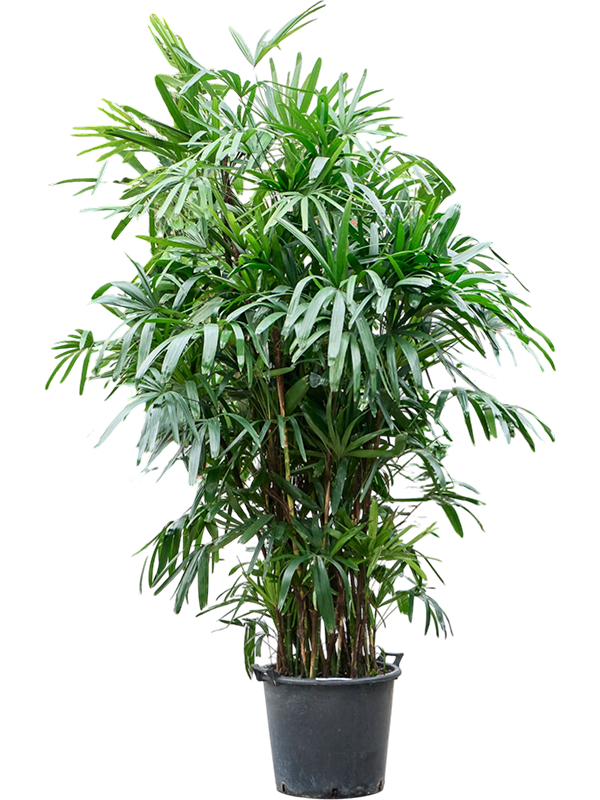 
                  
                    Rhapis excelsa, hauteur 270 cm, pot de culture de 45 cm
                  
                