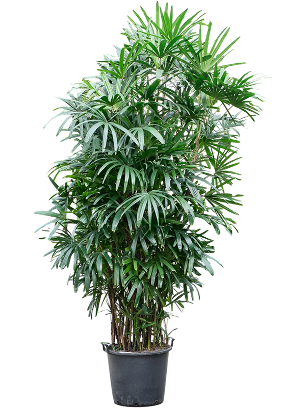 
                  
                    Rhapis excelsa, hauteur 315 cm, pot de culture de 50 cm
                  
                