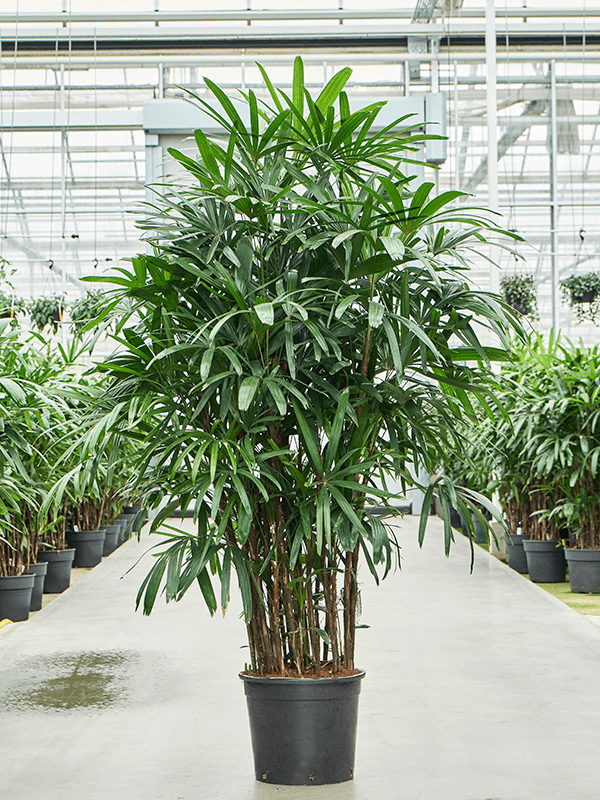 
                  
                    Rhapis excelsa, hauteur 230 cm, pot de culture de 40 cm
                  
                
