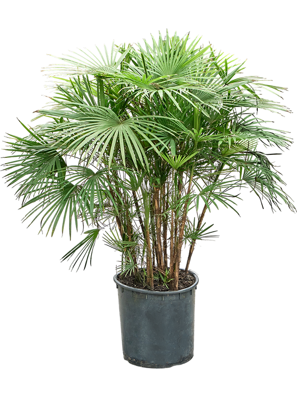 
                  
                    Rhapis multifida, hauteur 125 cm, pot de culture de 30 cm
                  
                