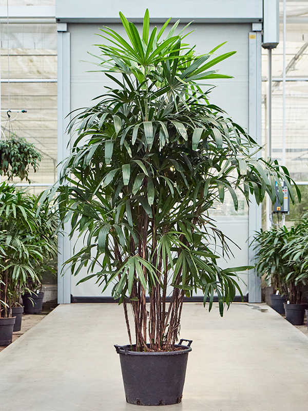 
                  
                    Rhapis exelsa
                  
                