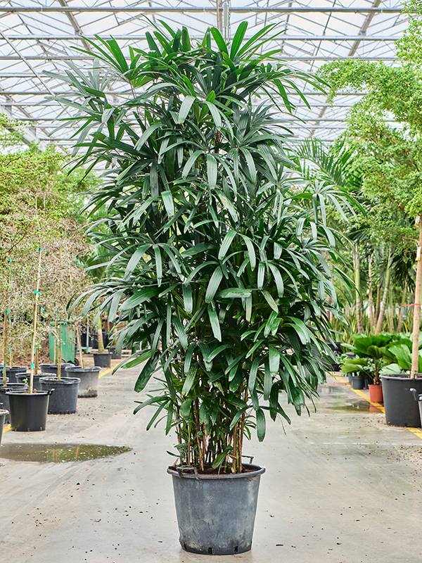 
                  
                    Rhapis exelsa
                  
                
