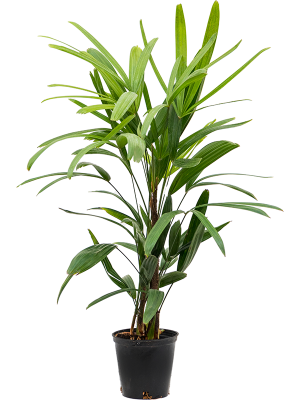 
                  
                    Rhapis exelsa
                  
                